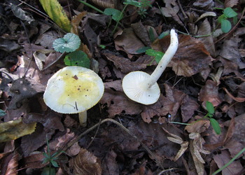 Goldzahn-Schneckling (Hygrophorus chrysodon) - © Bernard Wieser